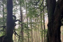 IMG_8672s